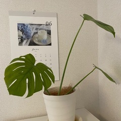 大人気 観葉植物お洒落インテリアモンステラ きなこドーナツラテ 岐阜 のインテリア雑貨 小物 その他 の中古あげます 譲ります ジモティーで不用品の処分