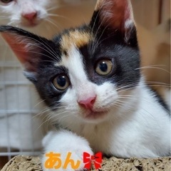 人懐っこい子猫です💕 - 日田市