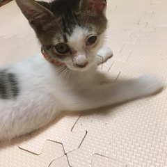 甘えたのゴロゴロ猫ちゃん❤️