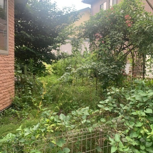 庭の草刈り