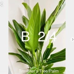 B Traveller's Tree/Palm 希少タビビトノキ...