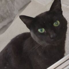 黒猫の野良猫です。北海道なので寒さ厳しい冬になる前に里親募集です。 - 猫