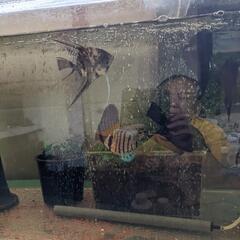 🉐ディスカス。エンジェル