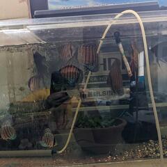 🉐ディスカス。エンジェル