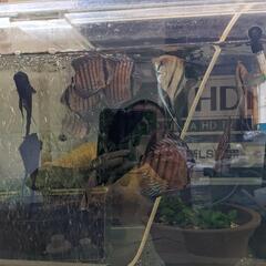 🉐ディスカス。エンジェル