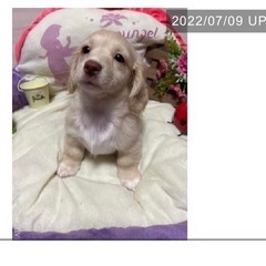 チワックス😊子犬 ♥️✨夏休みセール🌴コミコミ15万円‼️