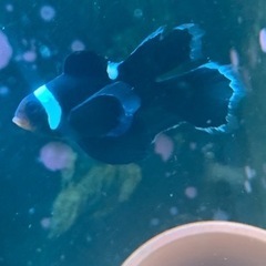 ロングフィンブラックオセラリス　クマノミ　