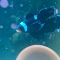 ロングフィンブラックオセラリス　クマノミ　