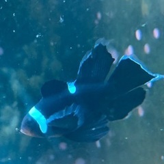 ロングフィンブラックオセラリス　クマノミ　