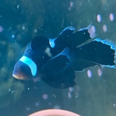 ロングフィンブラックオセラリス　クマノミ　