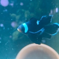 ロングフィンブラックオセラリス　クマノミ　