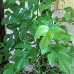 観葉植物♡ヒメモンステラ♡大鉢ヘゴ仕立て♪ nurulhakim.or.id
