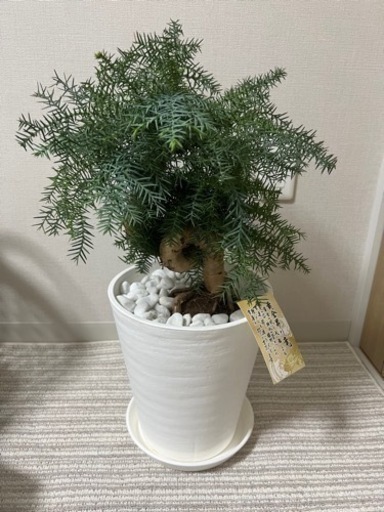 アロカリア 盆栽古木風 そのまま飾れる白プラ鉢仕立て  観葉植物 8号鉢/1個　リビング オフィス 事務所 インテリア