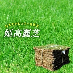 天然芝 約25m2ほど 2024.10月末まで