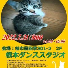 【子猫祭り】7/31（日）柏市根本ダンススタジオ保護猫譲渡会