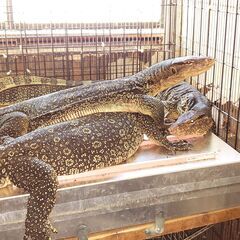 唯一、許可無し、合法で飼育できる怪獣　サルバトールモニター − 東京都