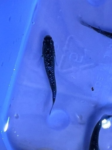 メダカ ブラックダイヤ上見強ラメ 4匹 商談中