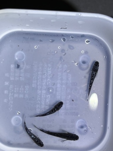 メダカ ブラックダイヤ上見強ラメ 4匹 商談中