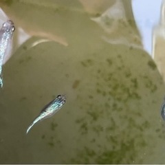 [増量中] サファイア　メダカ　稚魚幼魚　15匹+a