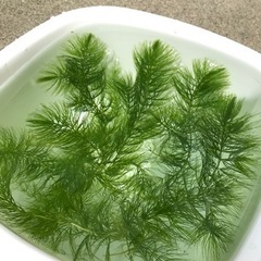 マツモ　20本+α　メダカにどうぞ　水きれい