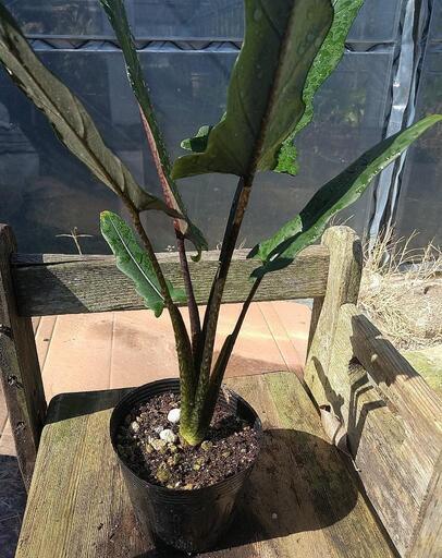 観葉植物 アロカシア ラウテルバキアナ