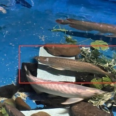 アロワナ】ノーザンバラムンディ55㎝くらい