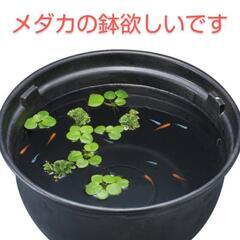 めだかを育てる陶器の鉢を譲って下さい😊