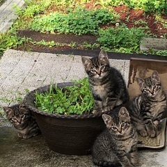 生後約3ヶ月の仔猫4匹います(野良です)。の画像