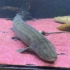 受け渡し予定　ポリプテルスビキールビキール　チャド60㎝± 受け渡し予定 ポリプテルスビキールビキール チャド60㎝±