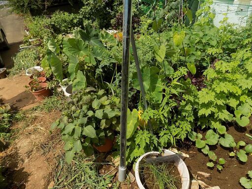 値下げ）風呂の湯沸し、冬季の温室の温水熱源に、二重真空ガラス管180cm　35本有り、湯沸し管　35000円＊配達有り（10kｍ300円～）