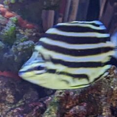 千葉県の中古海水魚が無料 格安で買える ジモティー