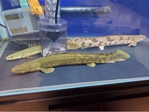 コトブキ1200水槽(規格水槽)上部フィルター水槽台セット | www