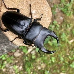 新成虫　オオクワガタ　ペア