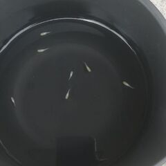 値下げしました‼️　メダカ華蕾(つぼみ)の稚魚10匹　1cm前後