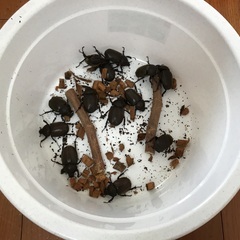 カブトムシ雄雌ペア　あと2組  8/6まで