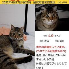 迷い猫 探しています。謝礼あり