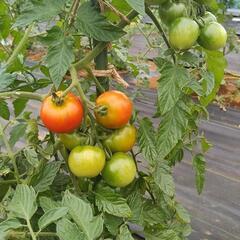 中玉トマト🍅