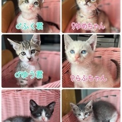 可愛すぎやろ⭐︎6兄弟の画像