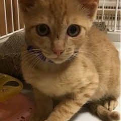 里親様決まりました！　イケメン茶トラ　子猫の画像