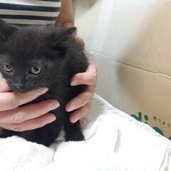 お庭で保護した生後約1ヶ月半の子猫たちです(4匹のうちの2匹)① − 北海道