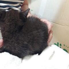 お庭で保護した生後約1ヶ月半の子猫たちです(4匹のうちの2匹)① - 里親募集