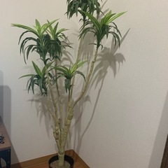 観葉植物