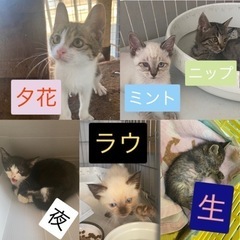 体調の悪い猫ちゃんたちへ支援お願いします。 − 熊本県