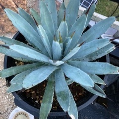 マクロアカンサ　子株付き　8号鉢　発根済み