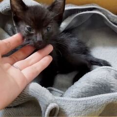 生後1カ月未満の黒猫の里親募集