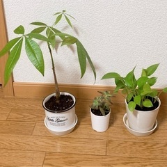 【ネット決済】観葉植物　3点　パキラ　ポトス　銘月　風水　運気アップ