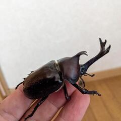 【200円】天然カブトムシ♂お譲り致します🎶