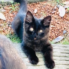 フワフワ黒猫 2~3ヶ月くらい