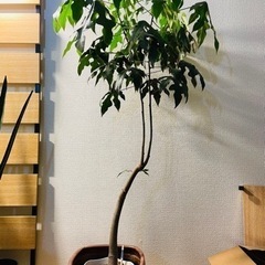 ボトルツリー　ディスカラー　観葉植物