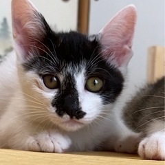 白黒猫ちゃん　メス　3ヶ月